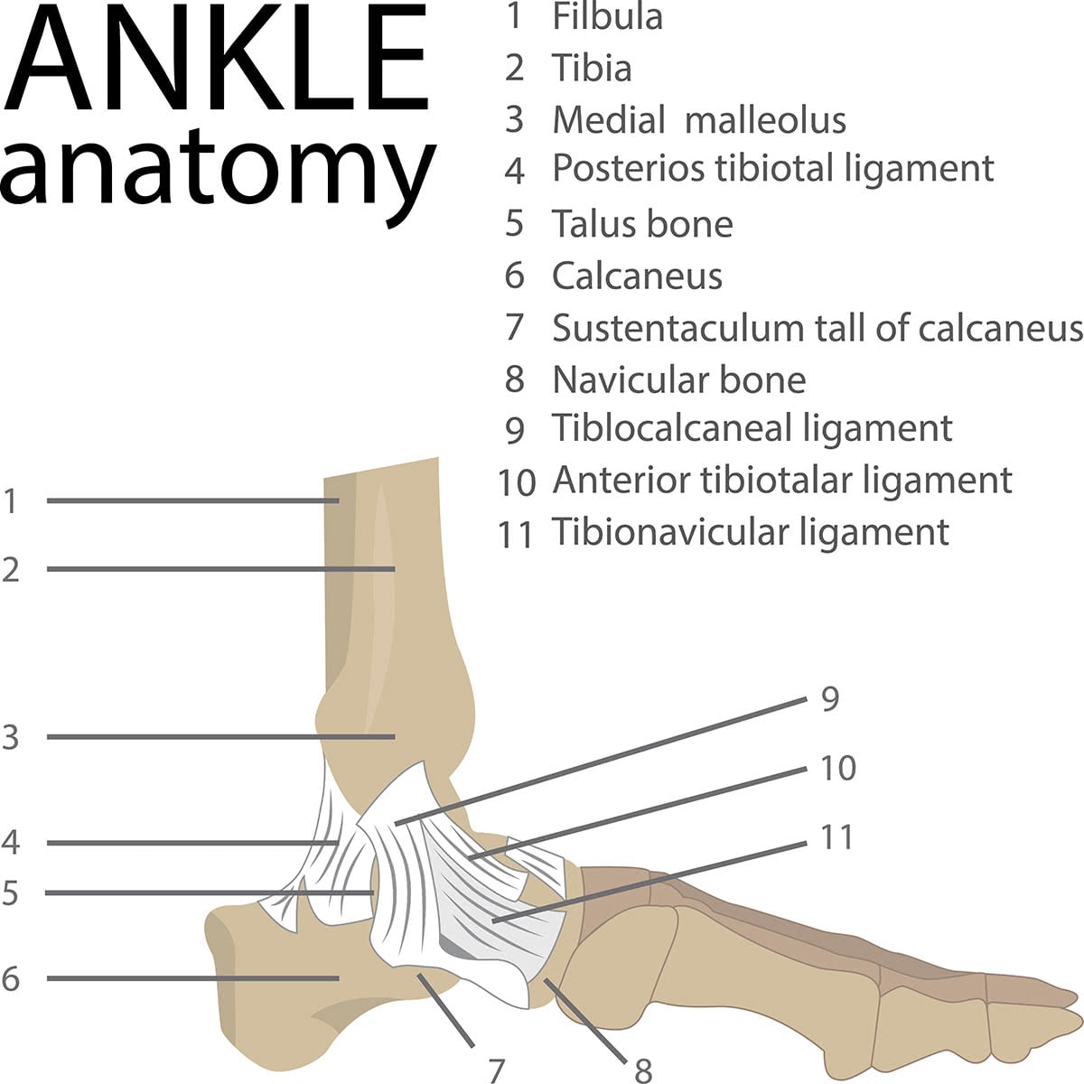 Bones and joints of the ankle complex