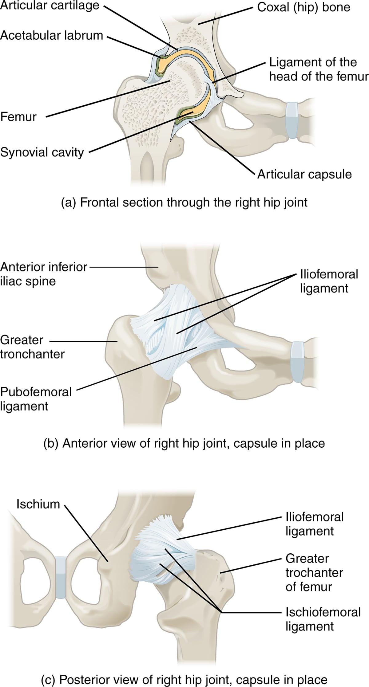 hip bones showing
