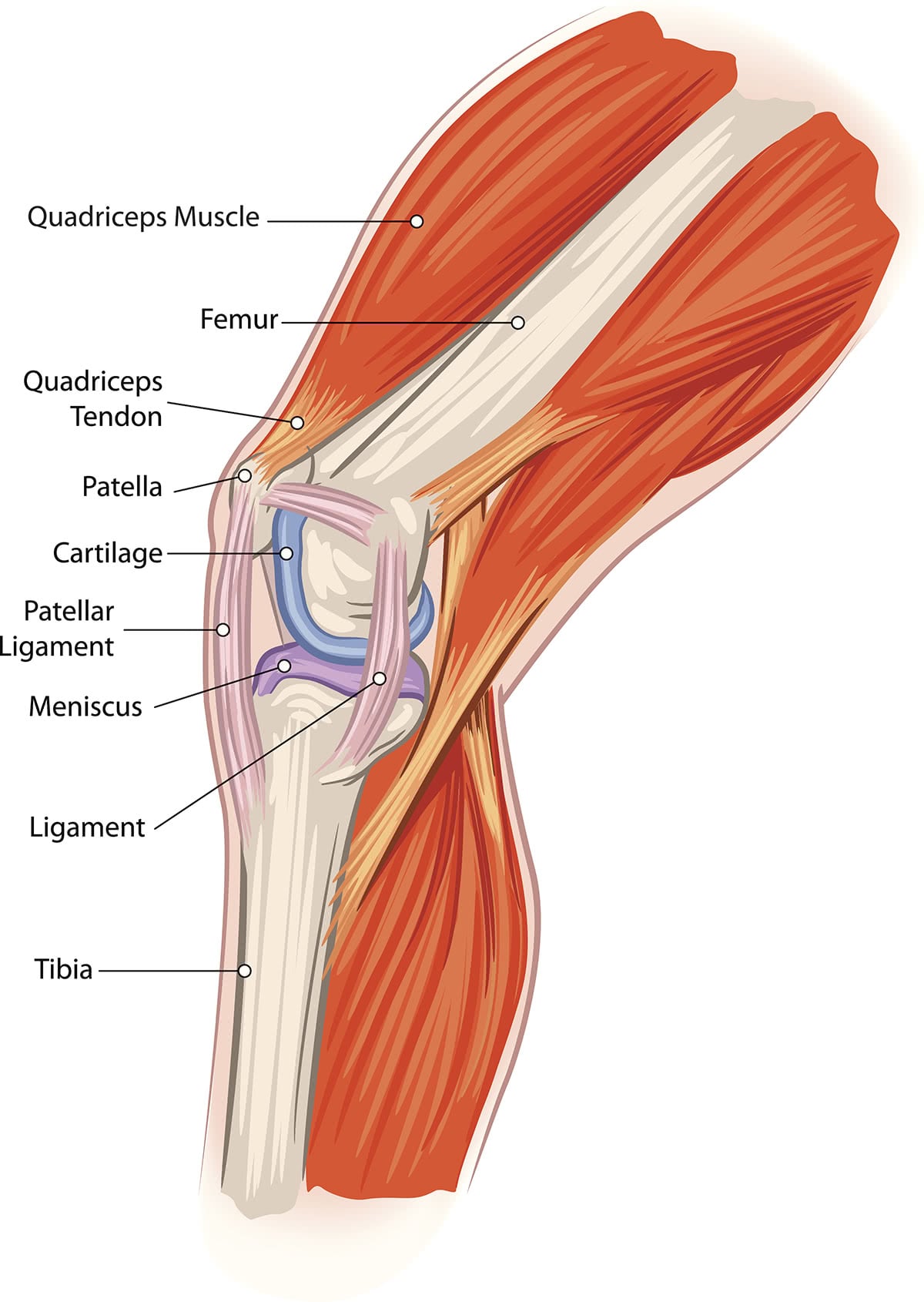 complete anatomy of the knee