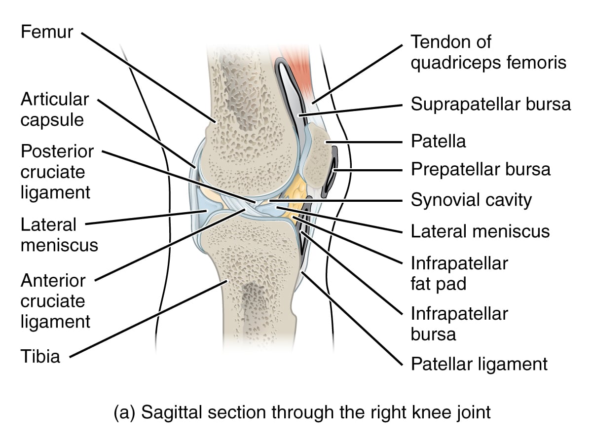 Right Knee Anatomy